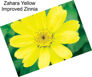 Zahara Yellow Improved Zinnia