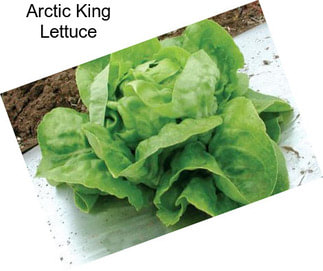 Arctic King Lettuce