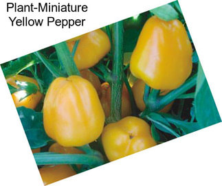 Plant-Miniature Yellow Pepper