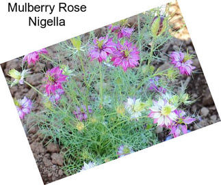 Mulberry Rose Nigella