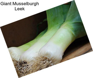 Giant Musselburgh Leek