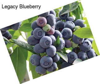 Legacy Blueberry