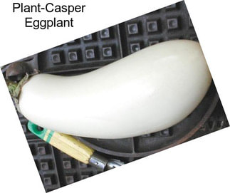 Plant-Casper Eggplant