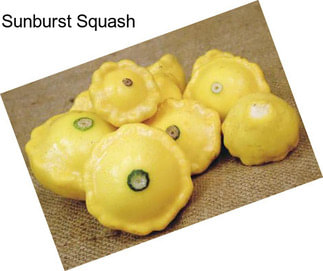 Sunburst Squash