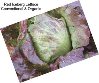 Red Iceberg Lettuce Conventional & Organic