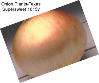 Onion Plants-Texas Supersweet 1015y