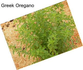 Greek Oregano