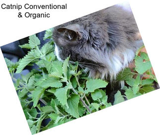 Catnip Conventional & Organic