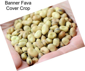 Banner Fava Cover Crop