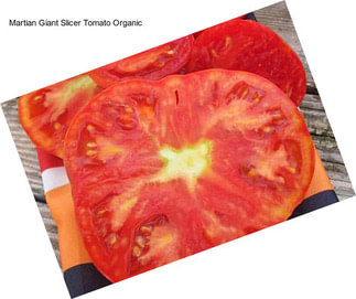 Martian Giant Slicer Tomato Organic