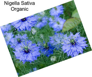 Nigella Sativa Organic