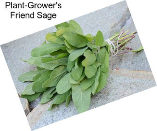 Plant-Grower\'s Friend Sage