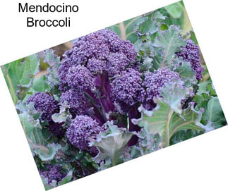 Mendocino Broccoli