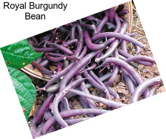 Royal Burgundy Bean