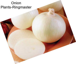 Onion Plants-Ringmaster