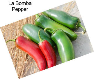 La Bomba Pepper