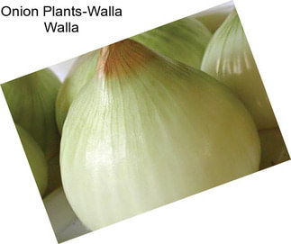 Onion Plants-Walla Walla