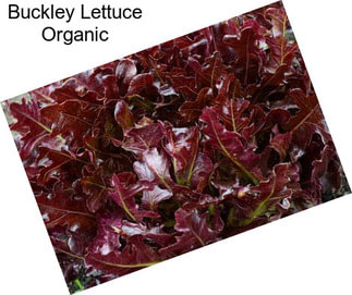 Buckley Lettuce Organic