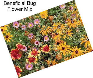 Beneficial Bug Flower Mix