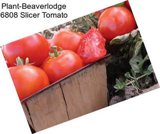 Plant-Beaverlodge 6808 Slicer Tomato