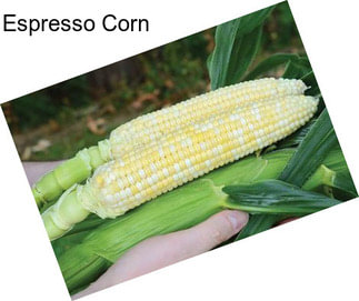 Espresso Corn