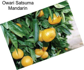 Owari Satsuma Mandarin