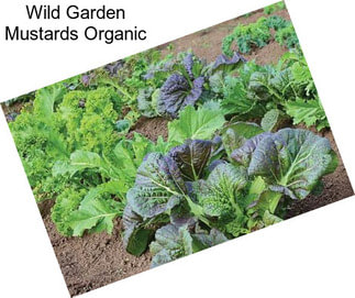 Wild Garden Mustards Organic