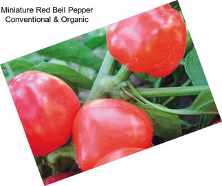 Miniature Red Bell Pepper Conventional & Organic