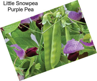 Little Snowpea Purple Pea