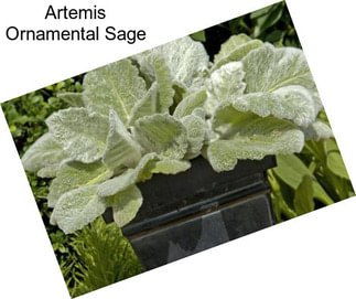 Artemis Ornamental Sage