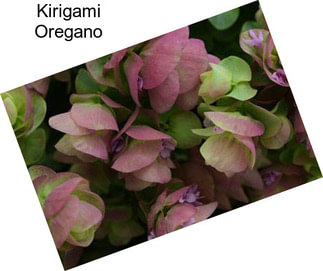 Kirigami Oregano