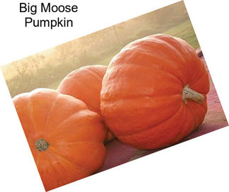 Big Moose Pumpkin
