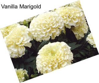 Vanilla Marigold