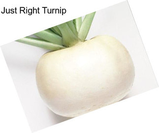 Just Right Turnip