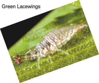 Green Lacewings