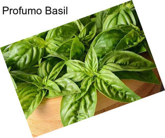 Profumo Basil