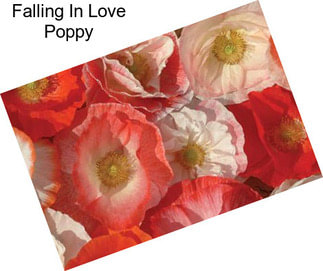 Falling In Love Poppy