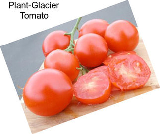 Plant-Glacier Tomato