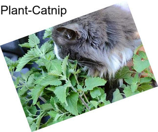 Plant-Catnip