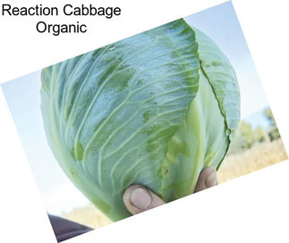 Reaction Cabbage Organic