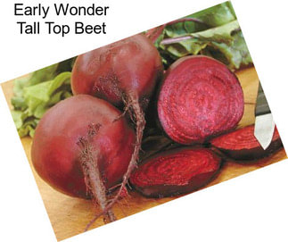 Early Wonder Tall Top Beet