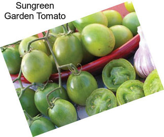 Sungreen Garden Tomato