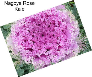 Nagoya Rose Kale