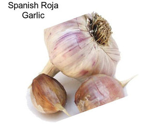 Spanish Roja Garlic