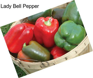 Lady Bell Pepper