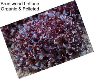 Brentwood Lettuce Organic & Pelleted