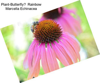 Plant-Butterfly Rainbow Marcella Echinacea