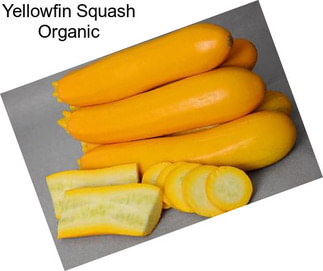 Yellowfin Squash Organic