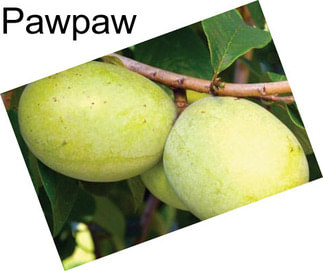 Pawpaw