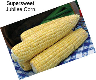 Supersweet Jubilee Corn